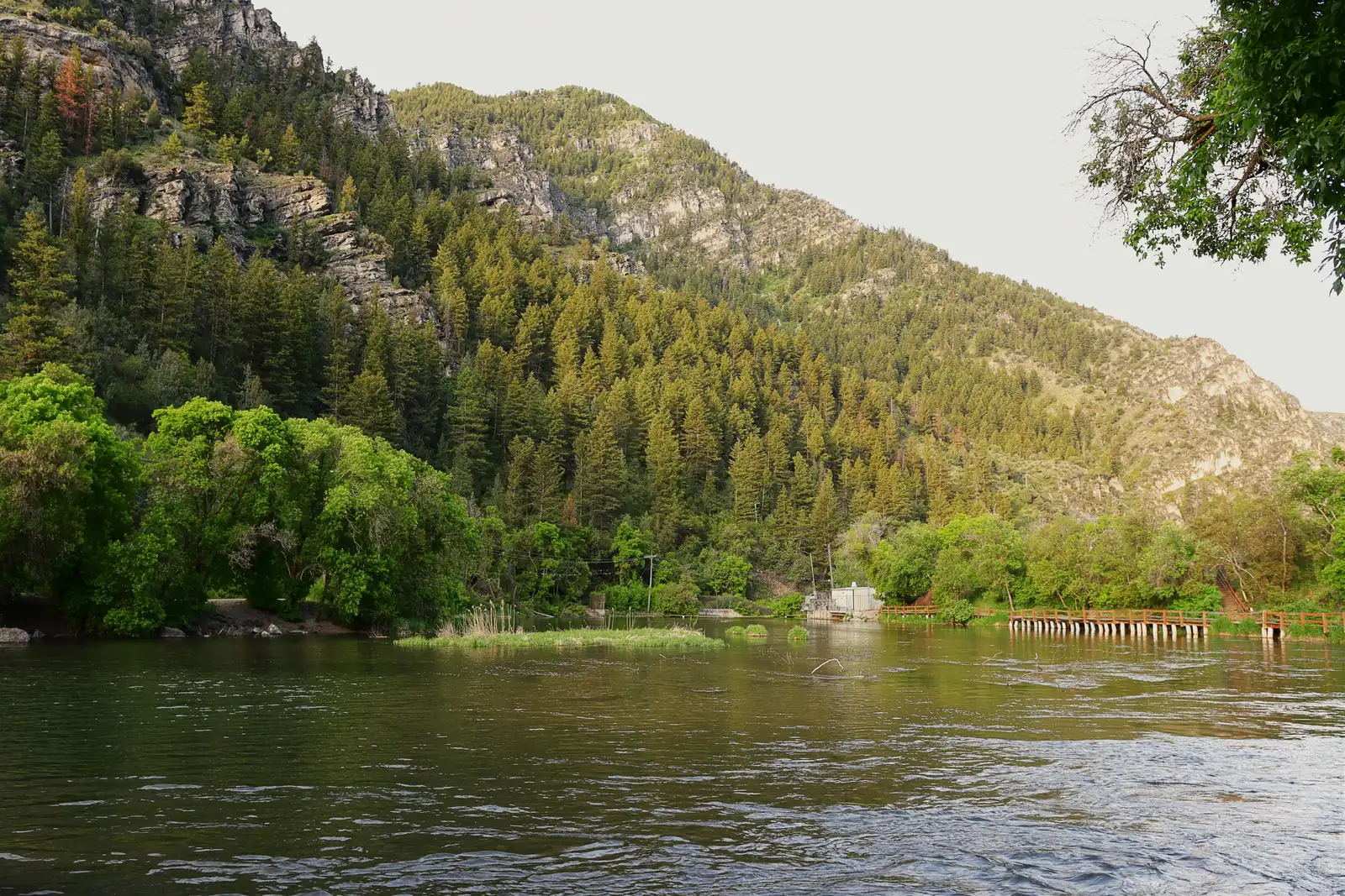 A wide river in Logan Canyon with green trees along the bank and forested, rocky mountain slopes rising behind it
